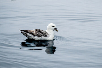 The northern fulmar, Fulmarus glacialis, fulmar or Arctic fulmar is a seabird