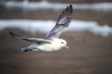 The northern fulmar, Fulmarus glacialis, fulmar or Arctic fulmar is a seabird