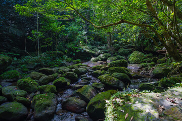 小川 西表島 2025年9月5日撮影