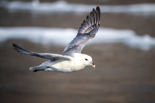 The northern fulmar, Fulmarus glacialis, fulmar or Arctic fulmar is a seabird