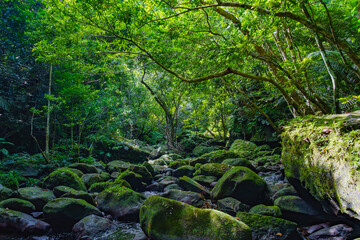 小川 西表島 2025年9月5日撮影