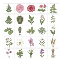 A grid of 25 detailed botanical illustrations featuring various plants, flowers, and ferns.