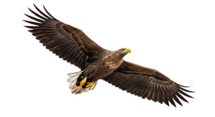 Isolated White-tailed Eagle soaring, a bird of prey in flight with open wings in nature