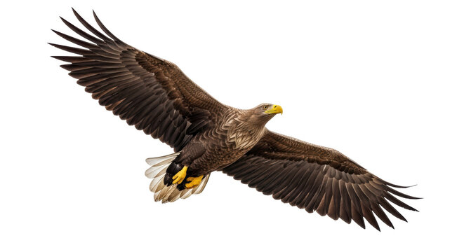Isolated White-tailed Eagle soaring, a bird of prey in flight with open wings in nature