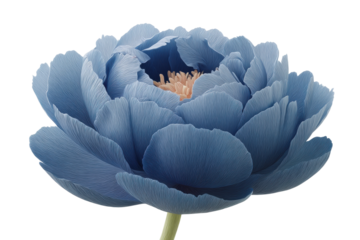 Close-up of a blue peony blossom with detailed petals on black background, cut out