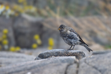 The snow bunting, Plectrophenax nivalis is a passerine bird in the Calcariidae
