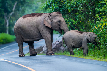 Naklejka premium Its body is gray, its snout is called the trunk. The trunk of the Asian elephant has only one beak. Nakhon Ratchasima, Thailand.