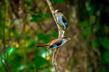 colorful bird Silver-breasted broadbill (Serilophus lunatus) build a nest. 