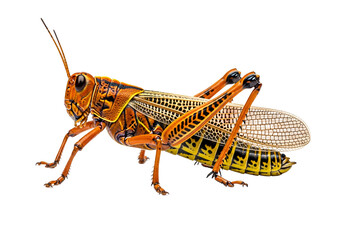 Fototapeta premium Detailed close-up of a vibrant orange and yellow grasshopper, showcasing intricate patterns and textures against a striking black backdrop.
