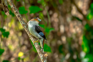 colorful bird Silver-breasted broadbill (Serilophus lunatus) build a nest. 