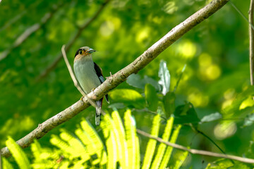 colorful bird Silver-breasted broadbill (Serilophus lunatus) build a nest. 