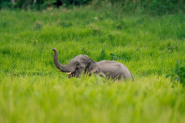 Obraz premium Its body is gray, its snout is called the trunk. The trunk of the Asian elephant has only one beak. Nakhon Ratchasima, Thailand.