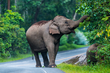 Fototapeta premium Its body is gray, its snout is called the trunk. The trunk of the Asian elephant has only one beak. Nakhon Ratchasima, Thailand.