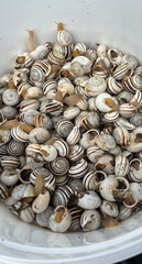 Closeup of fresh edible snails with spiral striped shells commonly used in Mediterranean cuisine