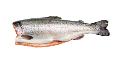 Naklejka premium Isolated fresh raw trout, a healthy ingredient for cooking and restaurant menus, fish product
