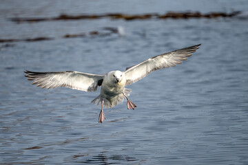The northern fulmar, Fulmarus glacialis, fulmar or Arctic fulmar is a seabird