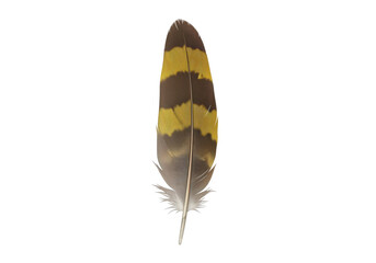 Vibrant feather with striking yellow and brown patterns against a plain background, showcasing nature's beauty