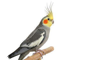 Obraz premium Cockatiel perched on branch isolated on transparent background