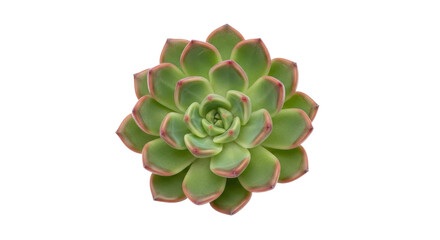 Isolated Echeveria succulent plant with green leaves and pink tips on petal ends, rosette shape