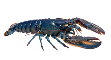 Isolated American blue lobster large claw animal, marine crustacean, shellfish, raw