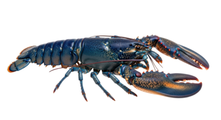 Isolated American blue lobster large claw animal, marine crustacean, shellfish, raw