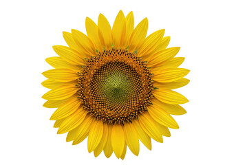 Vibrant sunflower blooming under bright sunlight, showcasing intricate patterns and textures