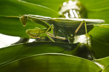 Close-up of a green praying mantis perched on lush leaves, showcasing its intricate details.