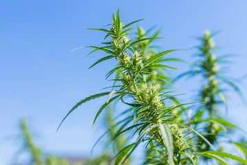 Cannabis growing in the garden in summer. Selective focus.