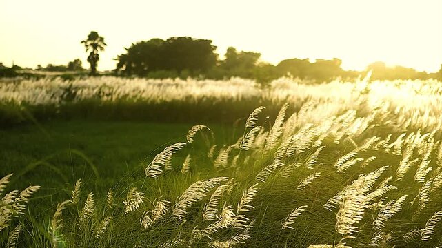 Wild Sugarcane in sunny cloudy sky, Kashful or Saccharum spontaneum flower swaying in the wind, White Saccharum spontaneum flower swaying in the wind in the autumn field