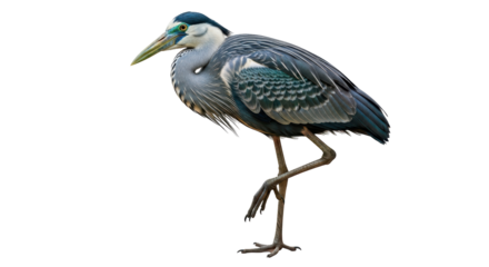 Isolated Great Blue Heron on One Leg, Wildlife Portrait, Bird Standing Still, Natural