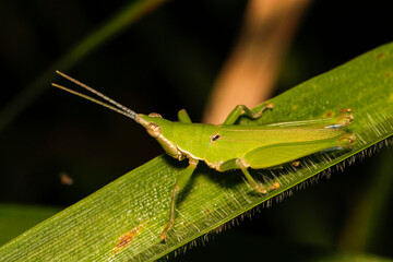 Vibrant Green Grasshopper Perched on Leaf in Natural Habitat
