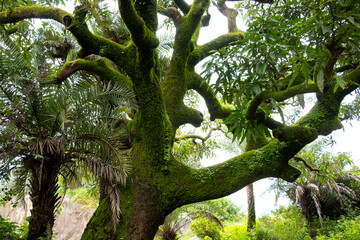 Close-up of ferns and mosses on a tree trunk in rainy forest