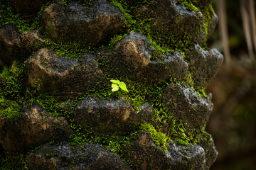 Close-up of ferns and mosses on a tree trunk in rainy forest