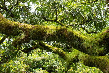 Close-up of ferns and mosses on a tree trunk in rainy forest