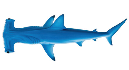 Isolated Realistic Hammerhead Shark Model with Vivid Blue Coloring and Detailed Texture