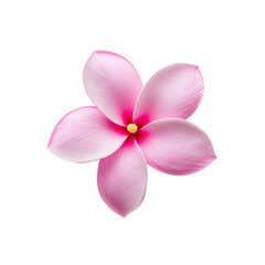 Fototapeta premium Delicate Pink Flower with Soft Petals Isolated on a White Background