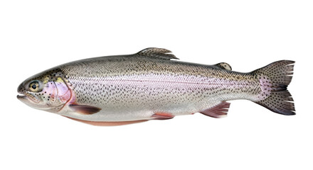 Isolated rainbow trout, freshwater fish with pink stripe and black spots, food source for fishing