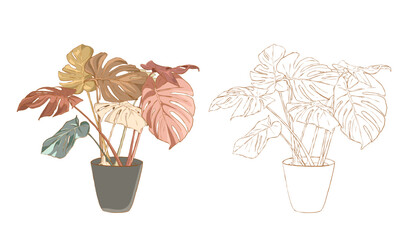 Monstera plant in a pot vector