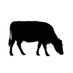 Black cow silhouette grazing on white background silhouette isolated on white background