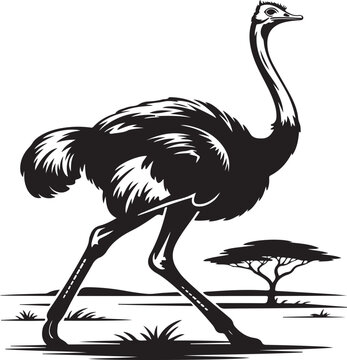 black and white ostrich walking savanna clip art preview