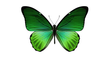 Isolated beautiful green butterfly with open wings on a neutral field insect beauty