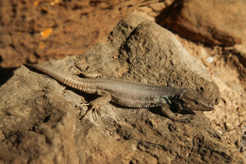 A wild lizard with detailed scales and earthy tones resting on a sunlit, natural rock.