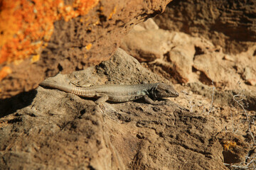 A small lizard basking in the sun on a textured rock, blending with its arid environment