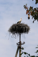 A magnificent white stork gracefully rests in its large, intricate nest built atop an old utility pole.