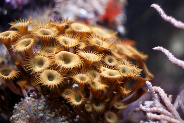 A detailed view of a bustling colony of marine polyps, showcasing their intricate, flower-like forms.