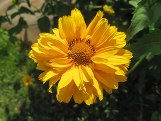 Vibrant yellow garden flower, petals and center glowing in bright sunlight.