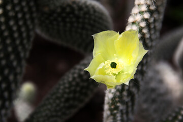 Vibrant Yellow Blossom Emerging from a Spiky Cactus Stem in Close-Up View