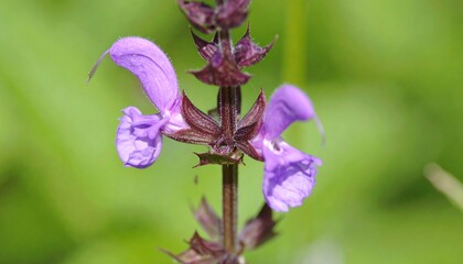 Close-up of a vibrant purple flower with deep maroon stems, showcasing intricate details and soft bokeh.