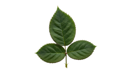 Isolated rose leaves with serrated edges create natural greenery effect for design work