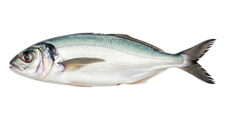 Isolated gilthead seabream or Sparus aurata on a plain surface, with silvery skin and iridescent scales